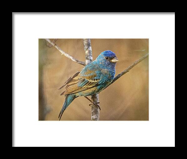 Indigo Bunting Framed Print featuring the photograph Indigo Bunting by Ira Marcus