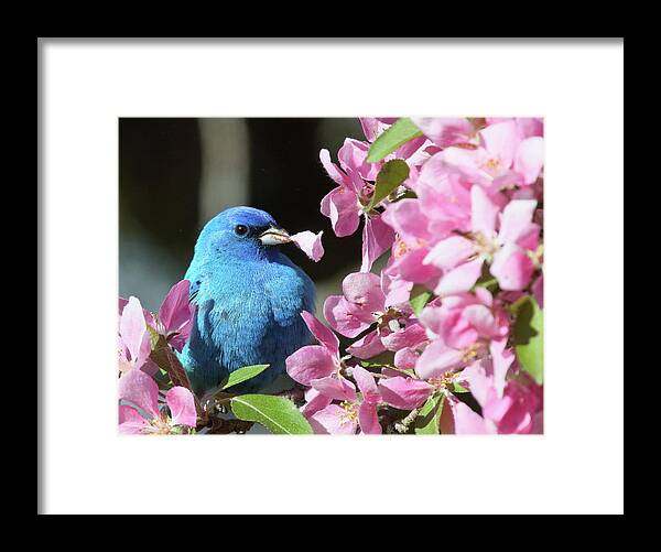 Indigo Bunting Framed Print featuring the photograph Indigo Bunting with a Flower Petal by Duane Cross