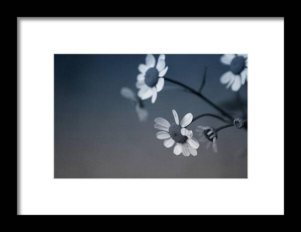 Floral Framed Print featuring the mixed media Indigo Daisies 2- Art by Linda Woods by Linda Woods