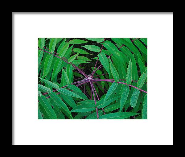 Tree Framed Print featuring the photograph Infinity by Mark Fuller