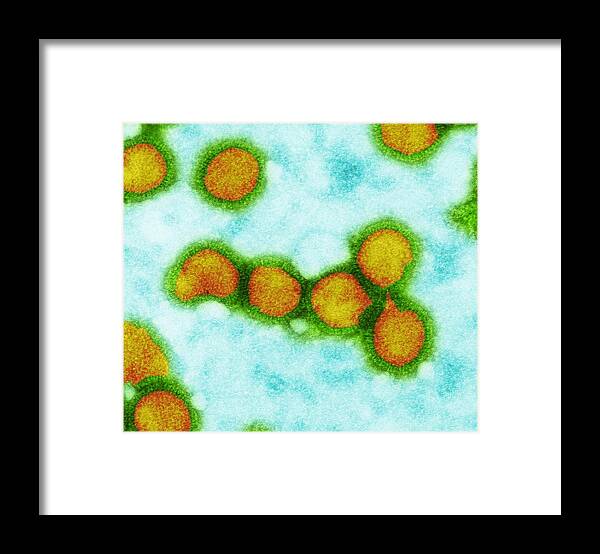 Orthomyxovirus Framed Print featuring the photograph Influenza Viruses, Tem by Dr Klaus Boller