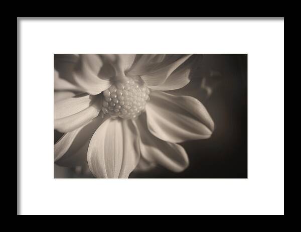 Infrared Mum Framed Print featuring the photograph Infrared Mum by Bob Cournoyer