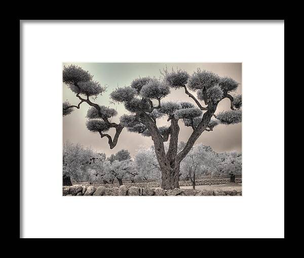 Olive Framed Print featuring the photograph Infrared Spanish Olive tree Bonsai by Jane Linders