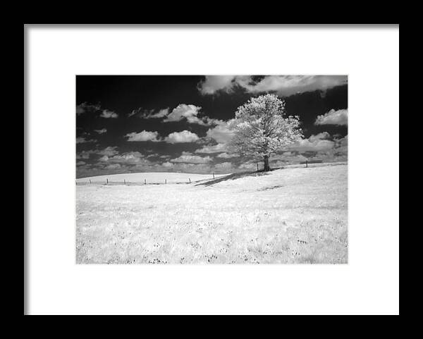 Infrared Framed Print featuring the photograph Infrared Tree by Dick Pratt