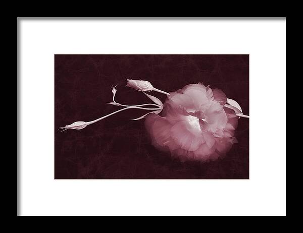 Lisianthus Flowers Framed Print featuring the photograph Inner Radiance by Leda Robertson