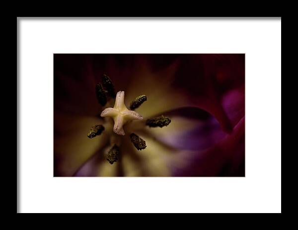 Flower Framed Print featuring the photograph Inner Self by Bob Cournoyer