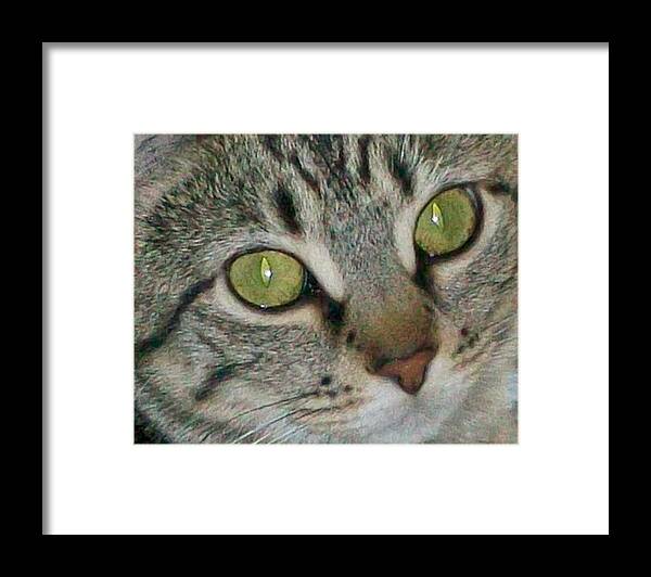 Cute Cat Framed Prints Framed Print featuring the photograph Innocence by D Perry