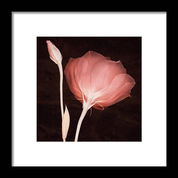 Lisianthus Flowers Framed Print featuring the photograph Innocence by Leda Robertson