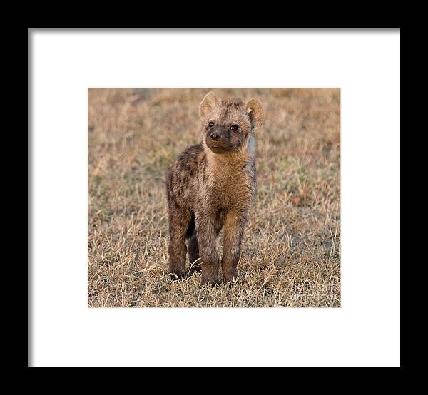 Hyenas Framed Print featuring the photograph Inquiring Mind by Chris Scroggins