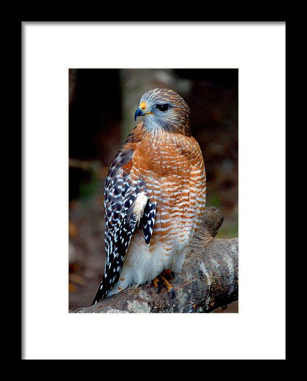 Red Tailed Framed Print featuring the photograph Inquisitive Red Tailed Female Hawk by Donna Proctor