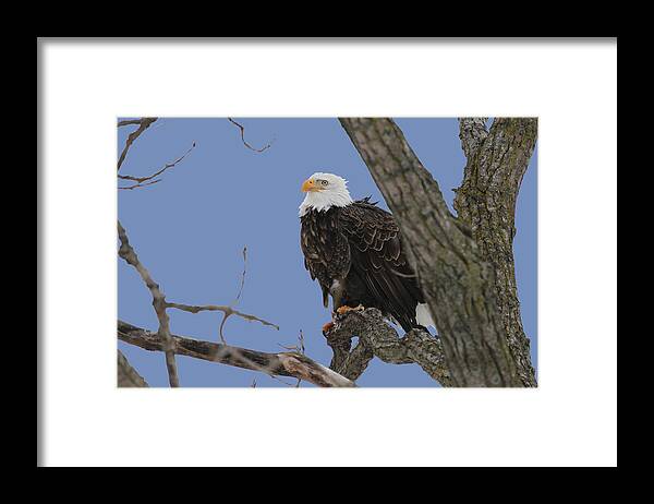 Eagle Framed Print featuring the photograph Inqusitive look by Dave Clark