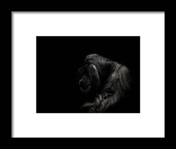 Orangutan Framed Print featuring the photograph Insecurity by Paul Neville