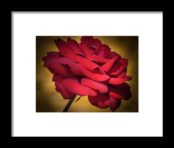 Rose Framed Print featuring the photograph Inside A Rose by Zina Stromberg