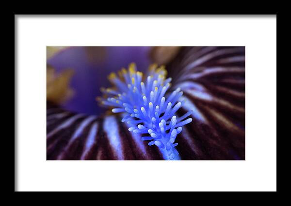 Laowa 60mm Framed Print featuring the photograph Inside An Iris by Tracy Munson