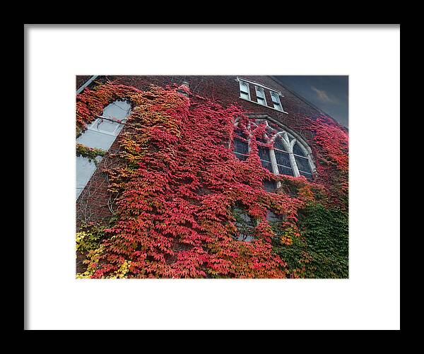 Ivy Framed Print featuring the photograph Inspired Autumn Colors by David T Wilkinson