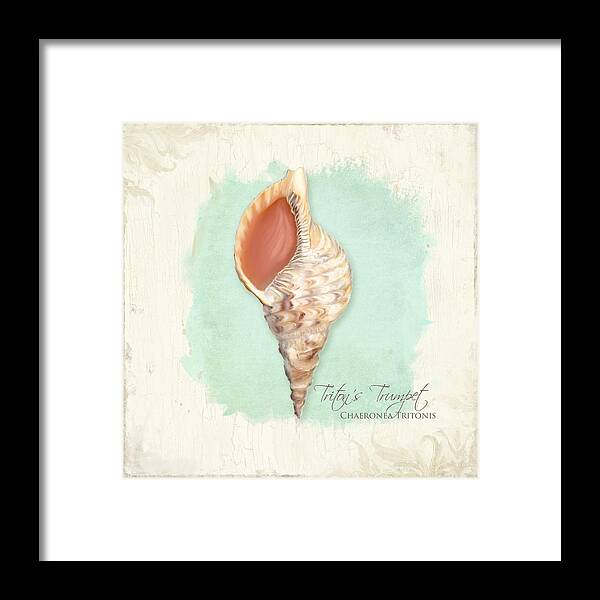 Tritons Trumpet Framed Print featuring the painting Inspired Coast VI - Triton's Trumpet Shell on Board by Audrey Jeanne Roberts