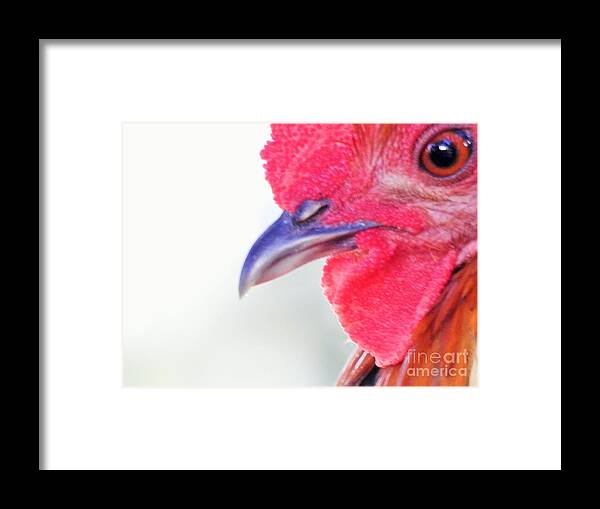 Rooster Framed Print featuring the photograph Instinctive Survival by Jan Gelders