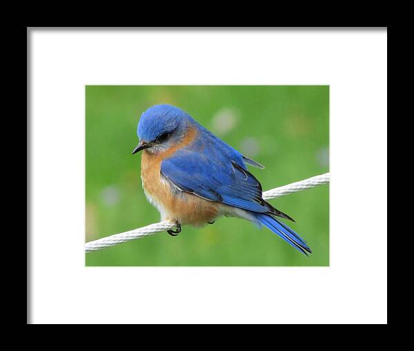 Blue Bird On White Clothes Line Framed Print featuring the painting Intense Blue Bird by Betty Pieper