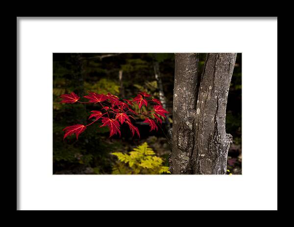 Intensity Framed Print featuring the photograph Intensity by Chad Dutson