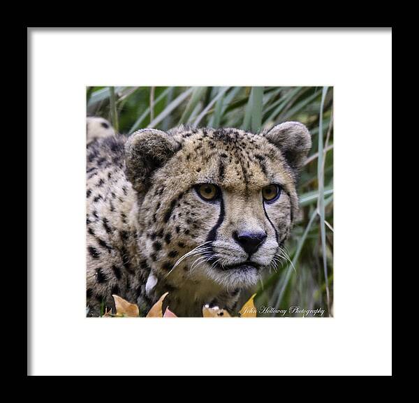 Cheetah Framed Print featuring the photograph Intensity by John Holloway