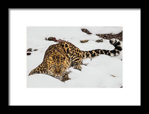 Amur Leopard Framed Print featuring the photograph Intensity by Teresa Wilson
