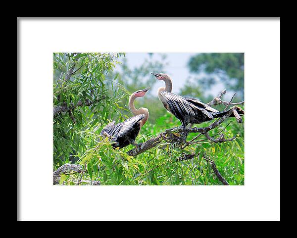 Bird Framed Print featuring the photograph Interacting Young Anhingas by Rosalie Scanlon