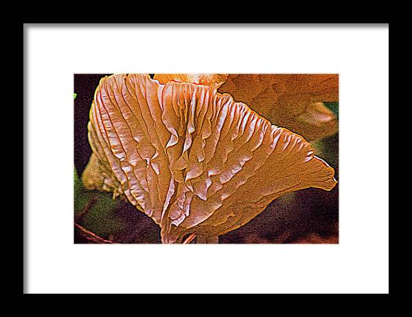 Cantharellus Framed Print featuring the photograph Interesting Aspect of Cantharellus by Douglas Barnett