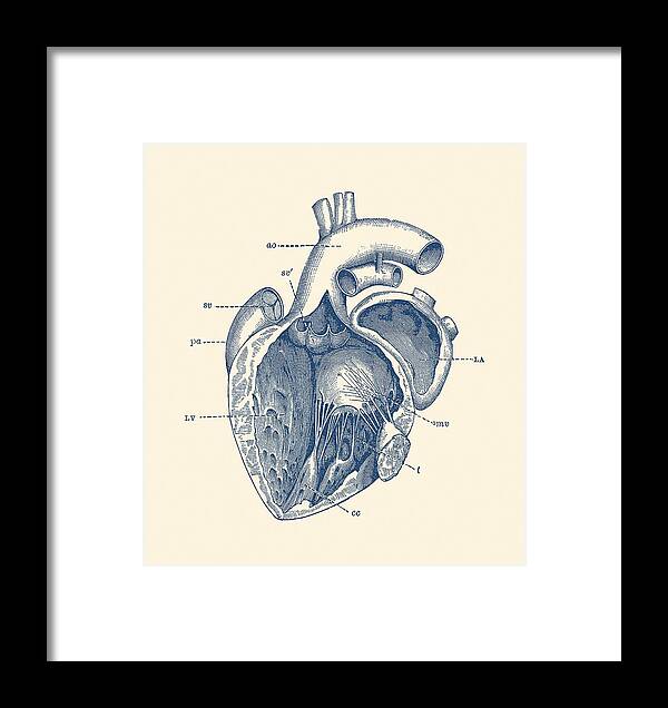 Internal Human Heart Diagram Anatomy Poster Framed Print