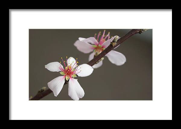 Blossom Framed Print featuring the photograph Intimacy by Elena Perelman