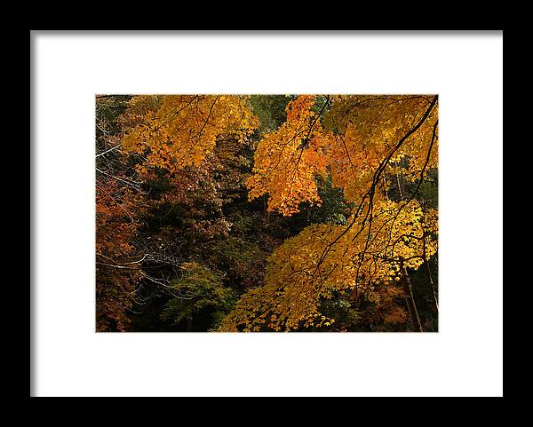 Autumn Framed Print featuring the photograph Into the Fall by Michael McGowan