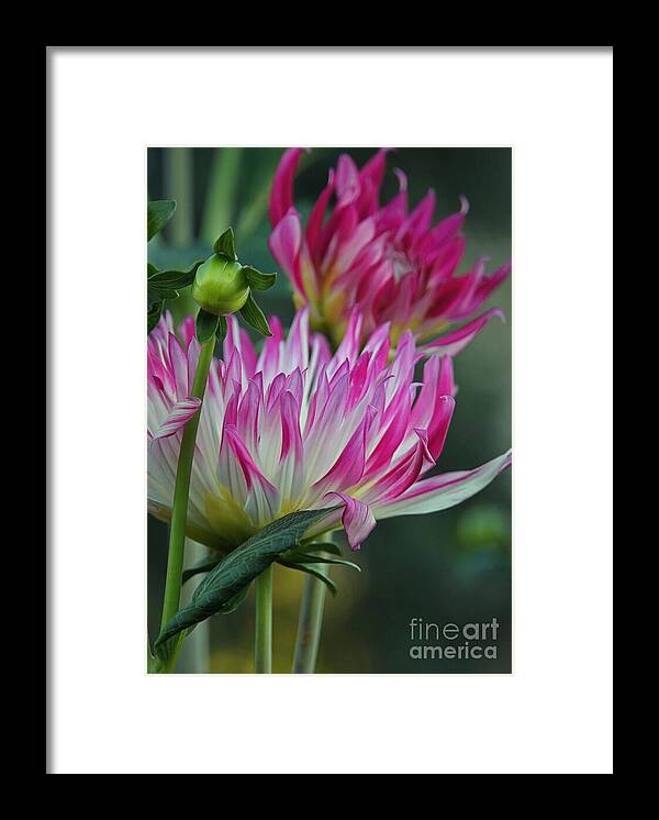 Dahlia Framed Print featuring the photograph Into the Garden by Patricia Strand