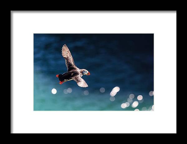 Puffin Framed Print featuring the photograph Into The Light by Ingi T. Bjornsson