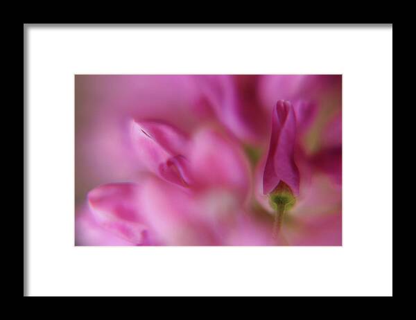 Macro Framed Print featuring the photograph Into the Lupine by Bonnie Bruno