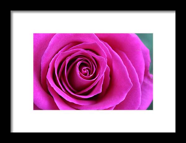 Rose Framed Print featuring the photograph Into the Rose by Laura Martin