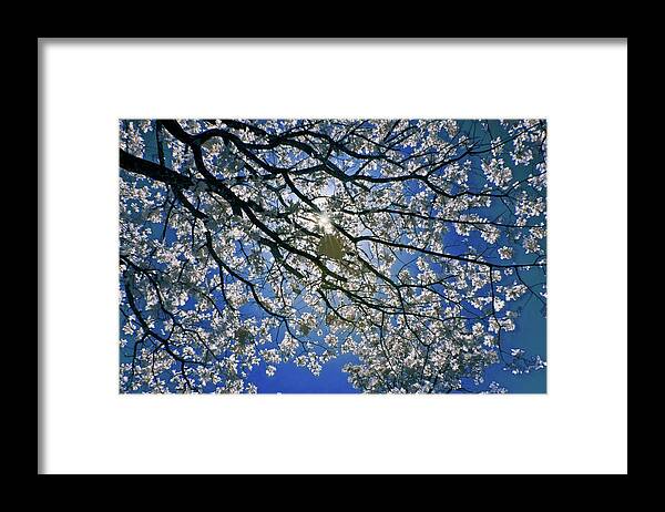 Infrared Framed Print featuring the photograph Into the Sun by Linda Unger