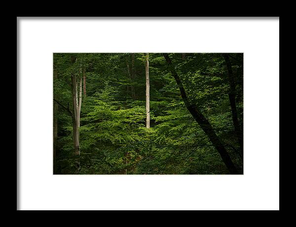 Woods Framed Print featuring the photograph Into The Woods by Shane Holsclaw