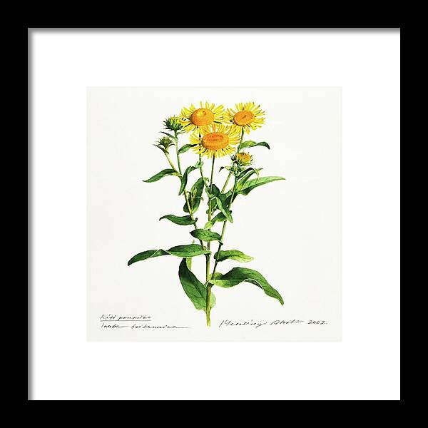 Inula Framed Print featuring the painting Inula by Attila Meszlenyi