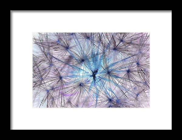 Photograph Framed Print featuring the photograph Inverted Dandelion by Larah McElroy