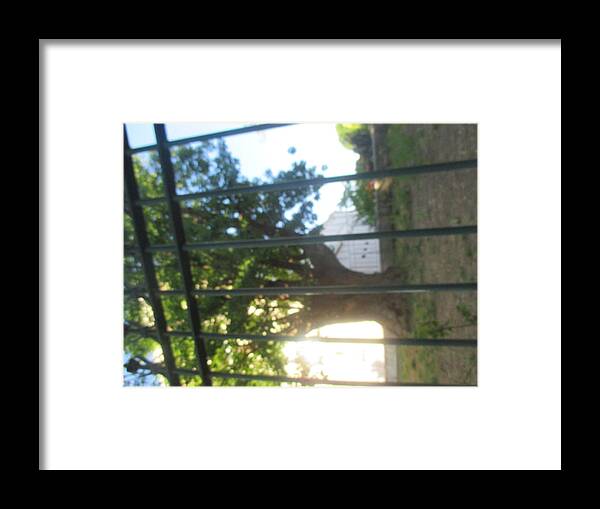 Tree Framed Print featuring the photograph Inverted tree behind an iron gate by Anamarija Marinovic