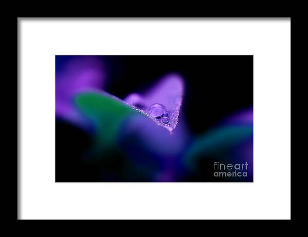 Leaf Framed Print featuring the photograph Invisible Edge by Michael Eingle