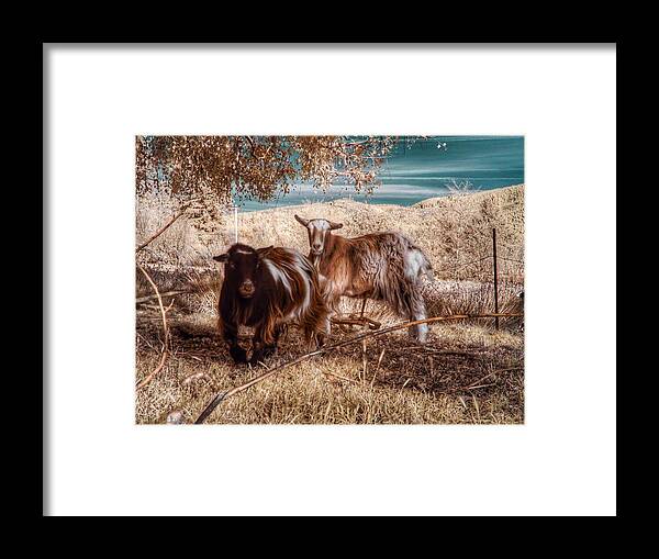 Goats Framed Print featuring the photograph Invisible Lives by Chriss Pagani