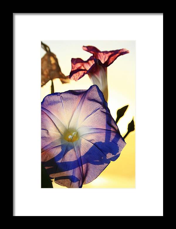 Morning Glory Framed Print featuring the photograph Ipomoea with Rising Sun Behind by Steven A Bash