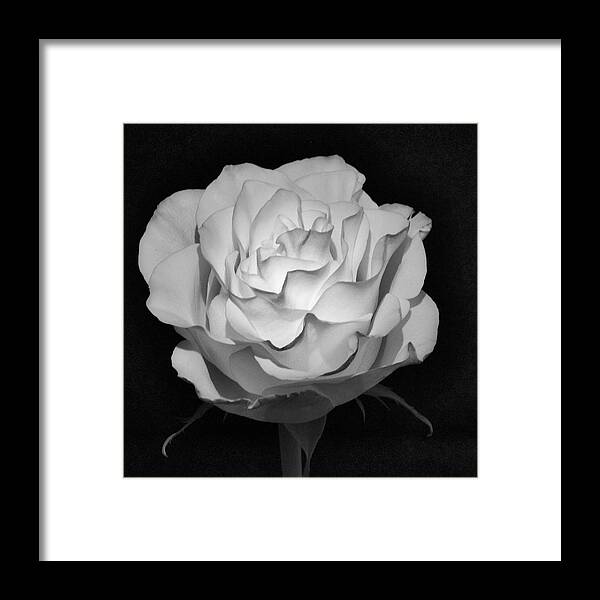 Infrared Framed Print featuring the photograph IR Rose by John Roach
