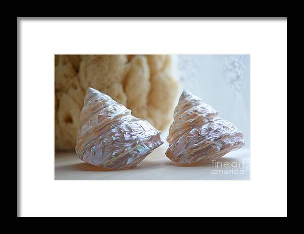 Shell Framed Print featuring the photograph Iridescent by Aiolos Greek Collections