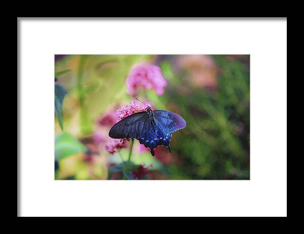 Butterfly Framed Print featuring the photograph Iridescent by Jade Moon