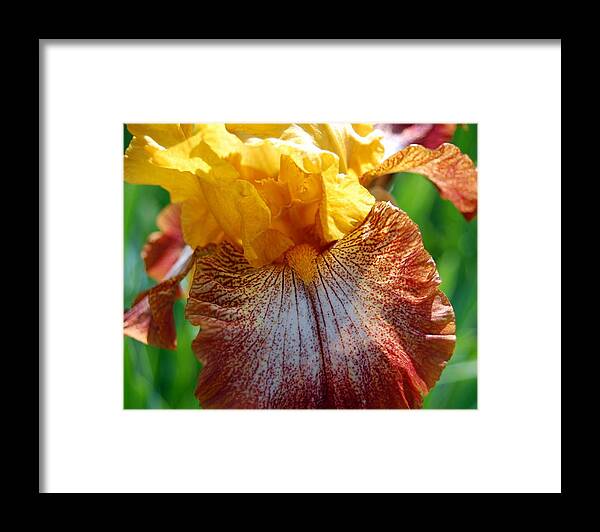 Iris Framed Print featuring the photograph Iris 2 by Amy Fose