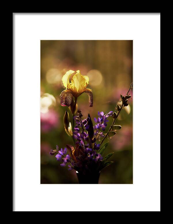 Iris Framed Print featuring the photograph Iris 6 by Loni Collins