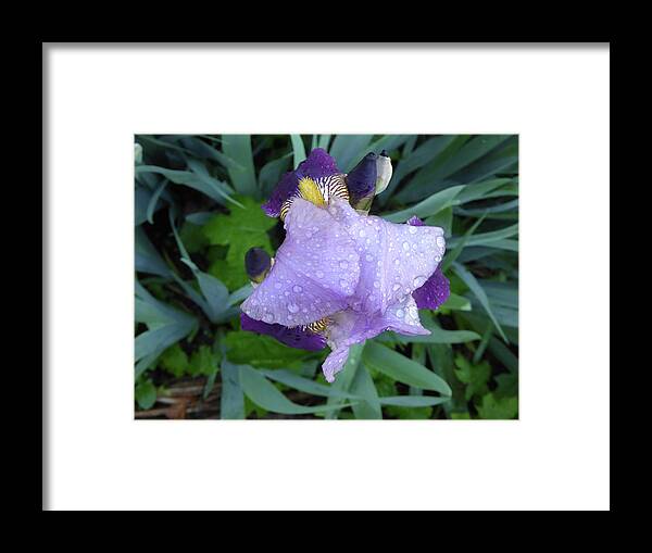 Garden Raw Purple Violet Flower Wet Water Raindrop Green Bloom Close Macro Orange Bearded Iris Rhizome Bulb Tube Unedited As-is Spring North East New Jersey Framed Print featuring the photograph Iris After the Rain III by Leon DeVose