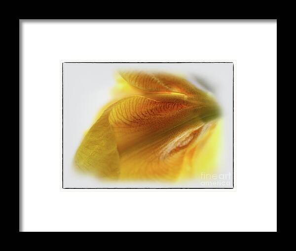 Flower Framed Print featuring the photograph Iris Afternoon #8 with Border by Karen Adams