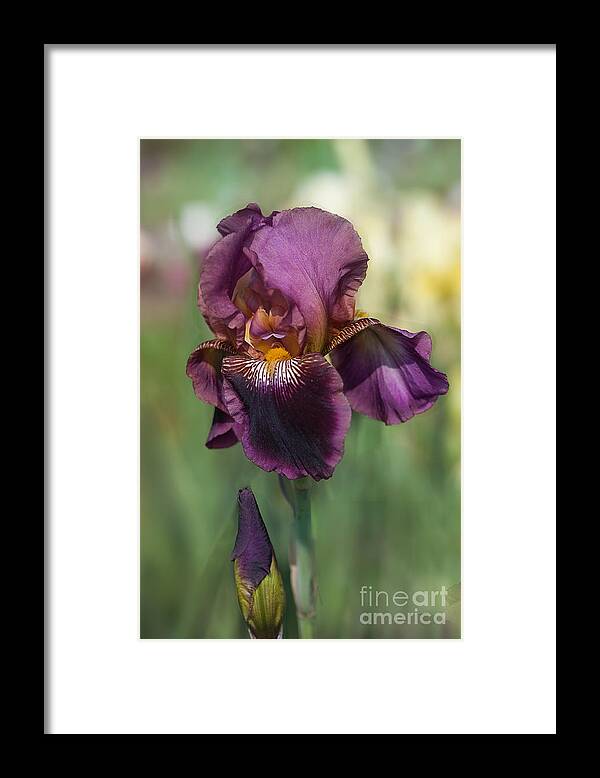 Flower Framed Print featuring the photograph Iris 'Black Ruby' by Ann Jacobson